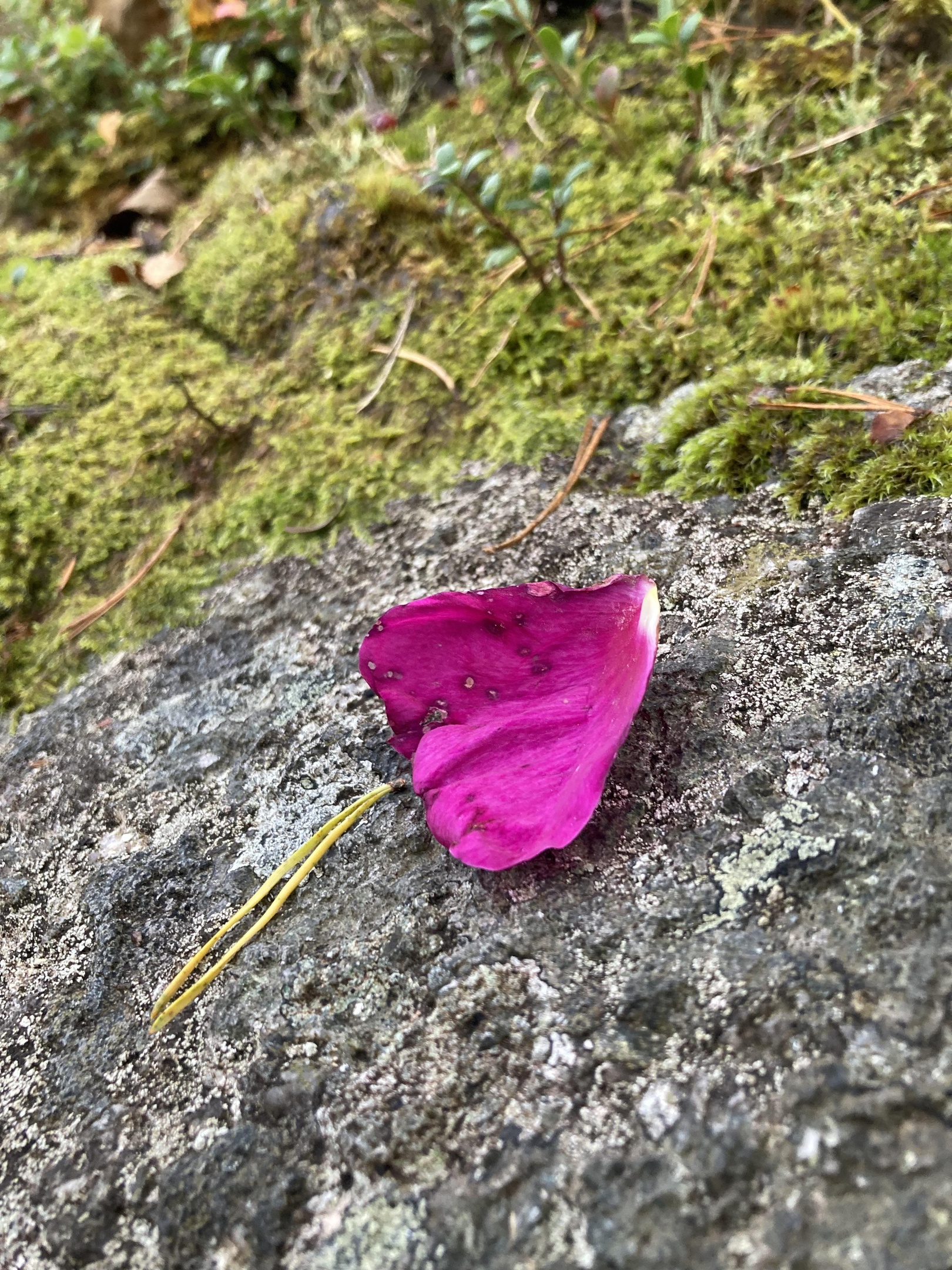 Blomblad, Skog, Skogsbad, Mindfulness, Skogsbad, Skogsbadsguide, Naturandrum